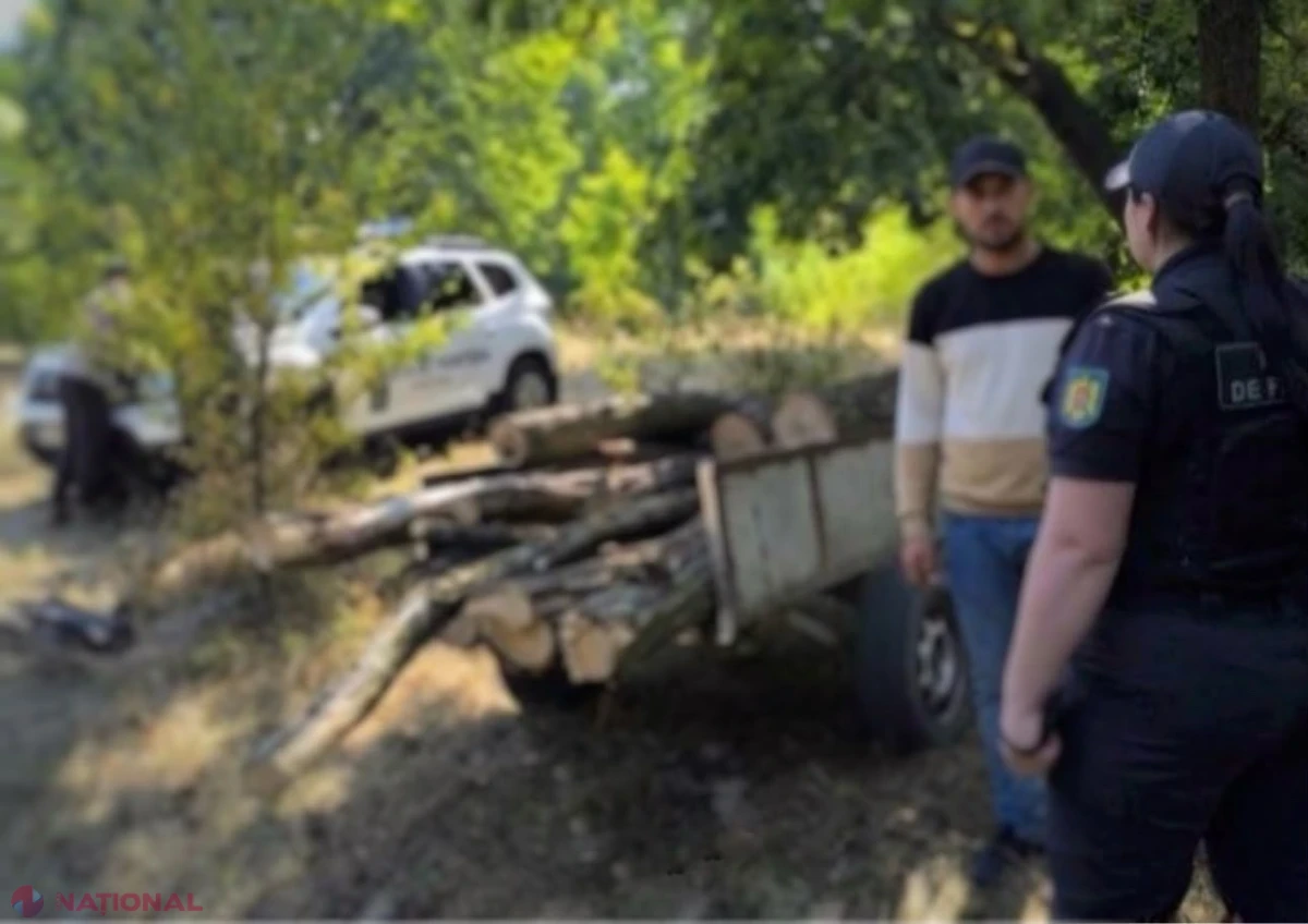 Arbori tăiați ilegal în zona de frontieră din nordul țării: o persoană transporta lemne cu motocultorul