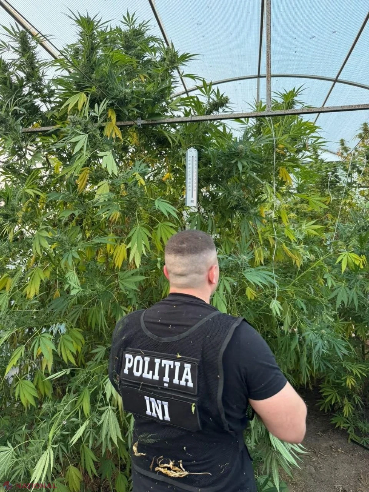 Droguri de aproape un milion de lei, ridicate de polițiști în sudul țării. Plante de până la 4 metri, cultivate într-o seră special amenajată