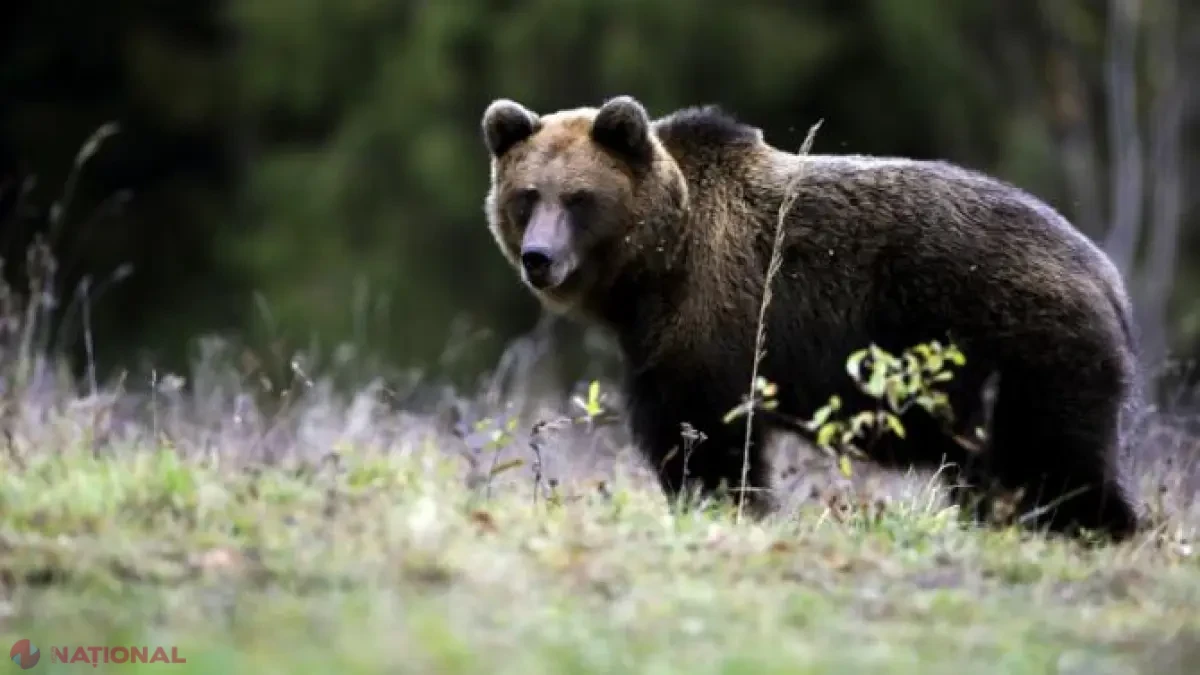 Cioban de 25 de ani, atacat de un urs în timp ce păștea oile la Viișoara