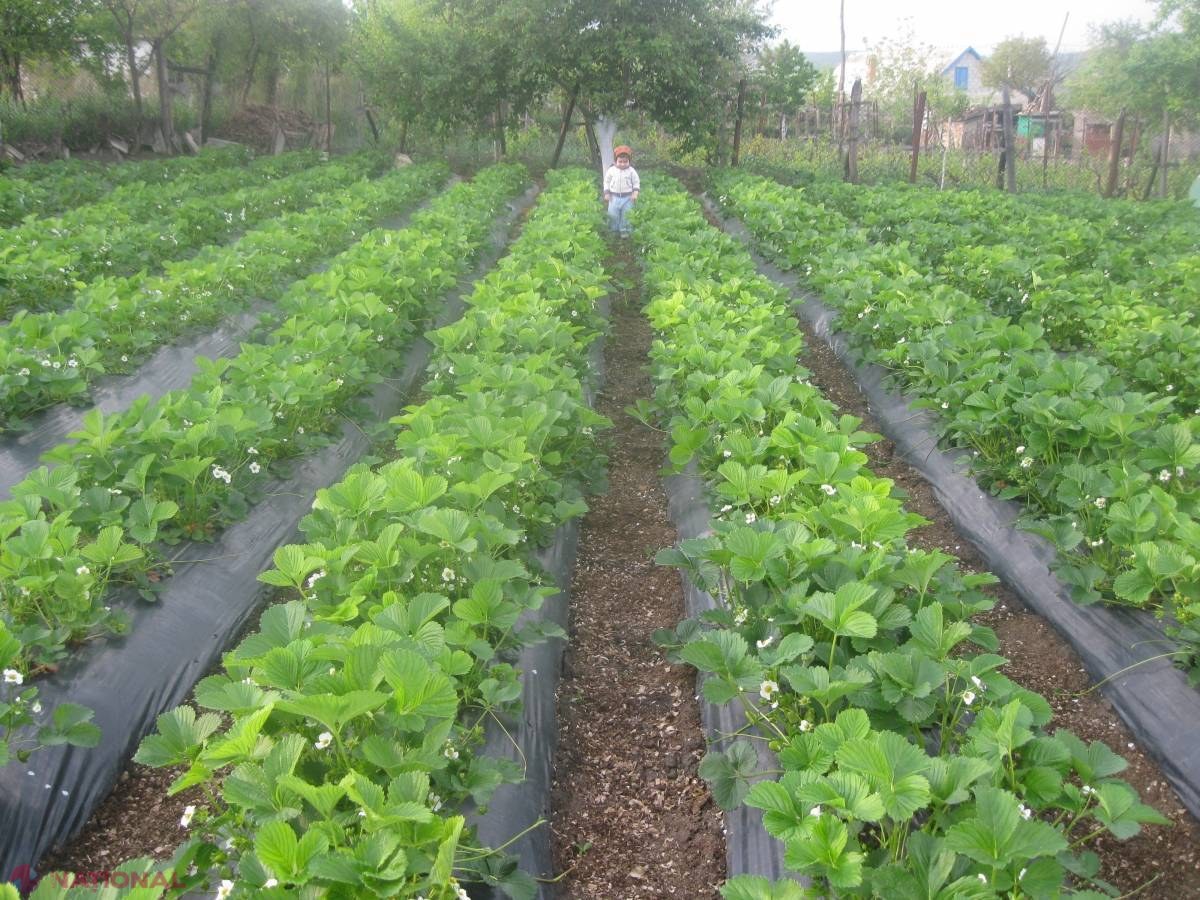 Aroma căpșunelor rare de la Puhoi