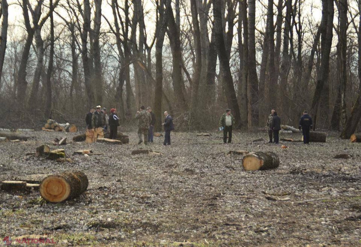 Încă patru funcționari SUSPENDAȚI din funcții pentru tăieri ilicite în păduri