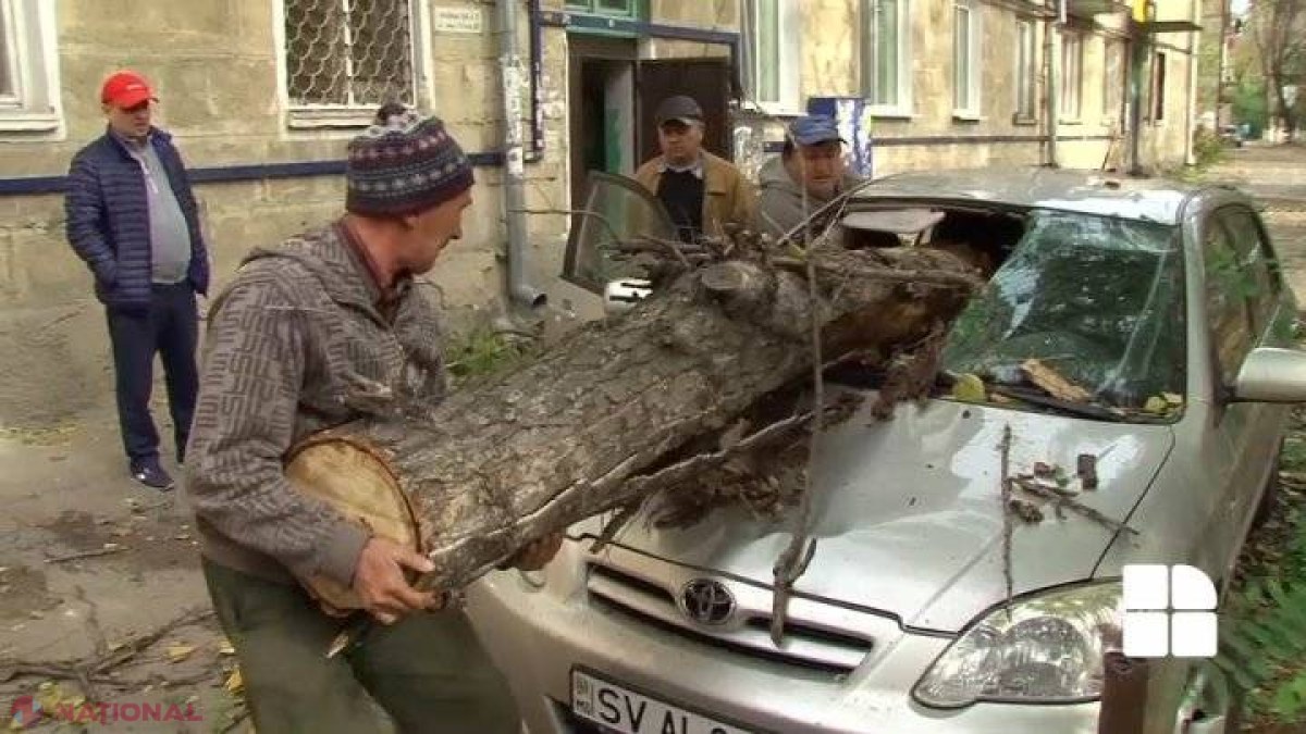 Ninsoarea din aprilie, benefică? Vântul de ieri a doborât doar un arbore în Chișinău. Anterior cădeau sute