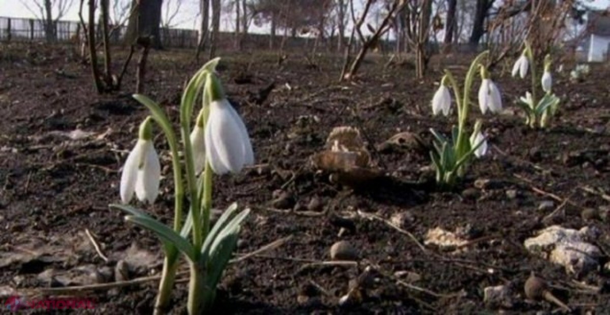 METEO // Sfârșit de februarie cu până la plus 13 grade Celsius: Ce temperaturi vom avea la începutul primăverii