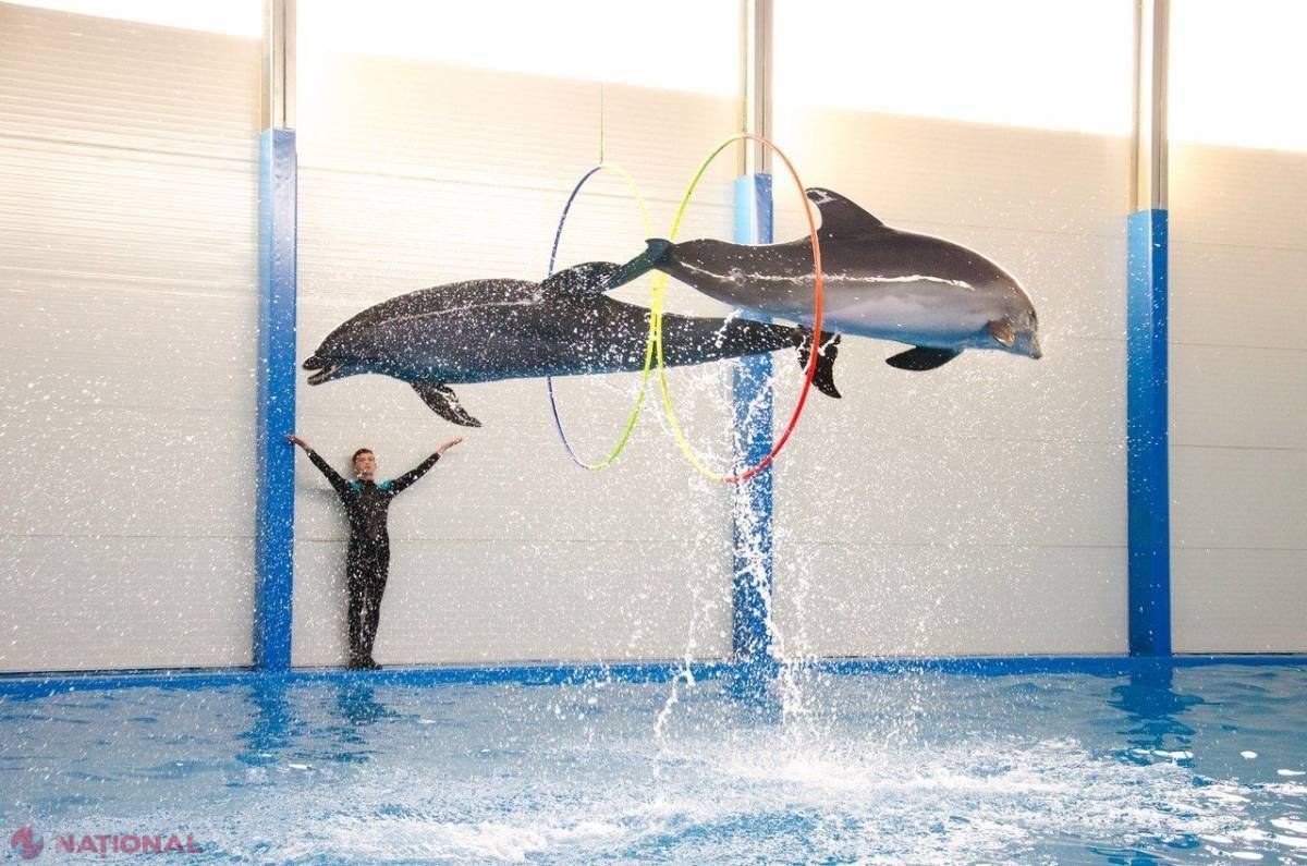 Delfinariul din Chișinău se ÎNCHIDE: Când va avea loc ULTIMA reprezentație