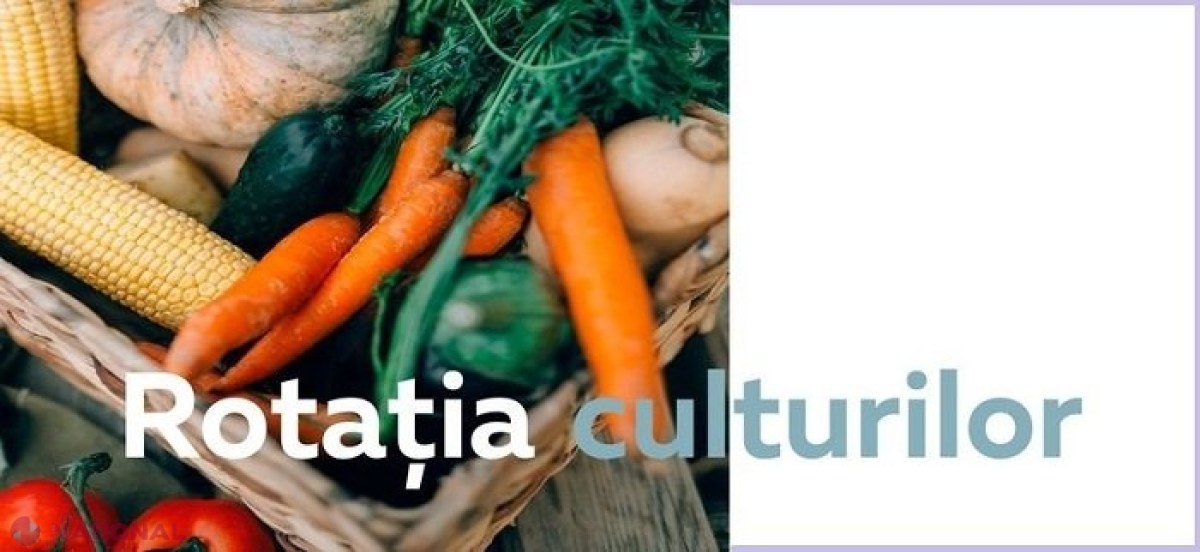 GHID pentru AGRICULTORI: De ce să NU creșteți roșii sau ardei dulce pe același teren unde ați crescut ultima dată cartofi