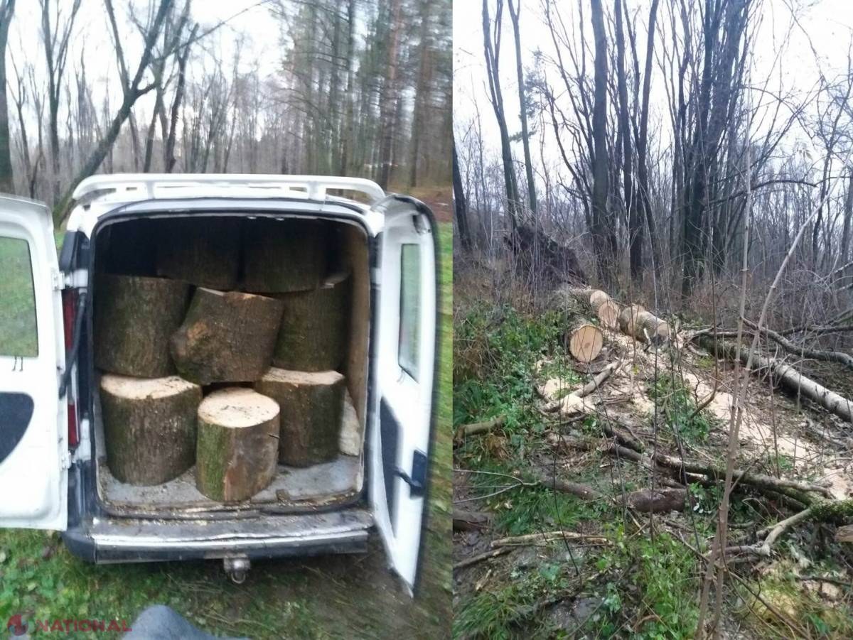 FOTO // A tăiat un copac dintr-un parc din Chișinău și îl încărca în mașină, când a fost luat pe sus de polițiști