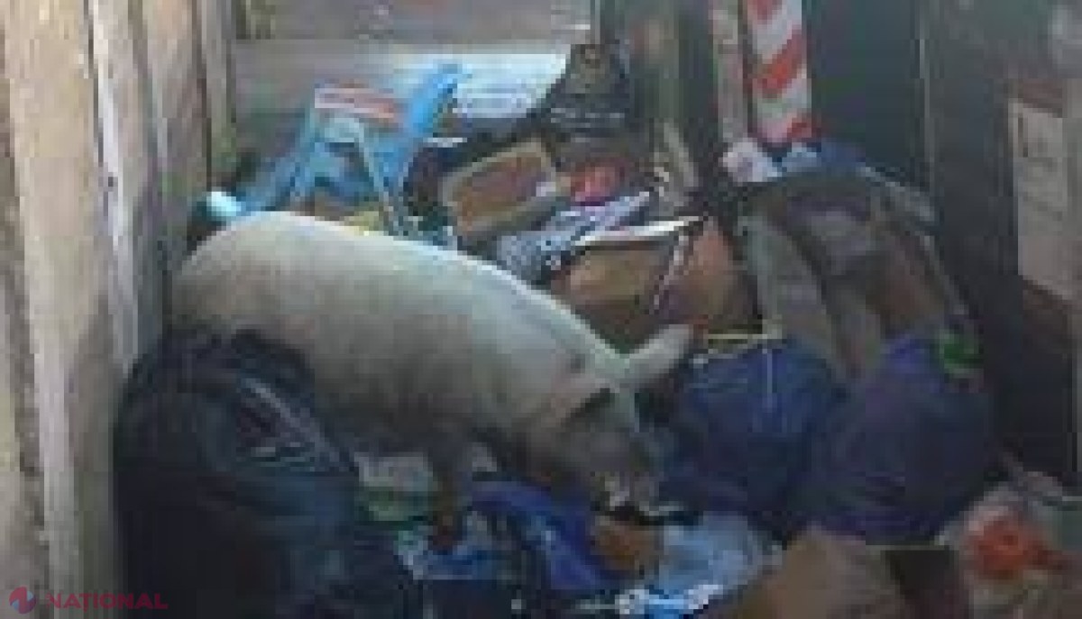 Un PORC stârneşte controverse la Roma