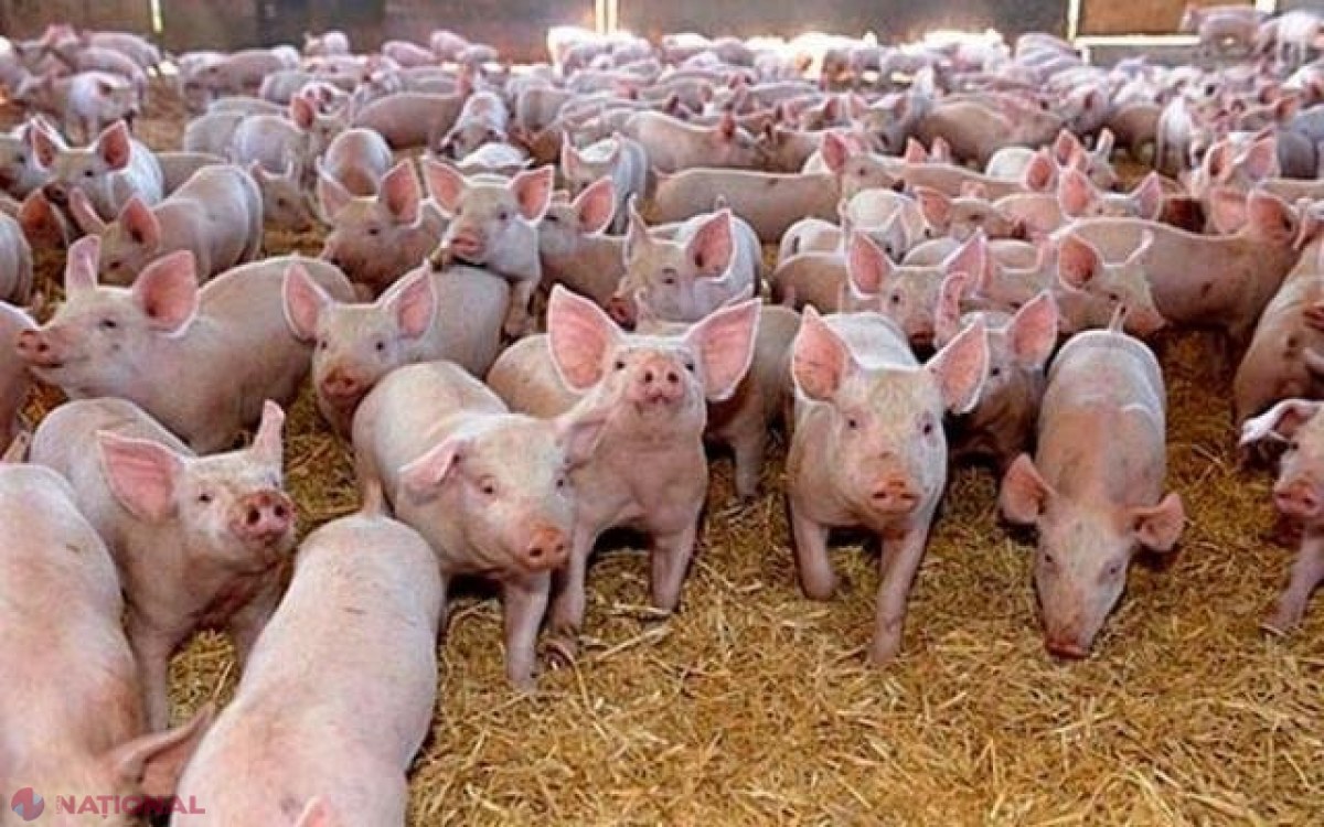 Euronews: Industria cărnii de porc este în pericol deoarece pesta porcină afectează fermele din estul Europei