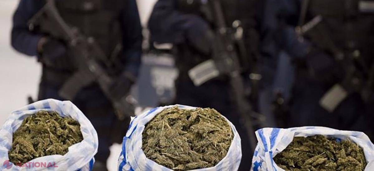 Cantitatea de DROGURI care nenorocește cetățenii R. Moldova, ENORMĂ. Poliția se laudă că au distrus sute de mii de plante și zeci de kilograme de substanțe interzise