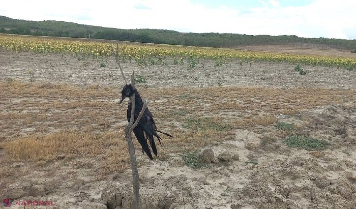 FOTO // Metode „ca în Evul Mediu” la Taraclia: Cioară SPÂNZURATĂ în apropierea unui lan cu floarea-soarelui, pentru a speria celelalte păsări ca să nu ciugulească semințe