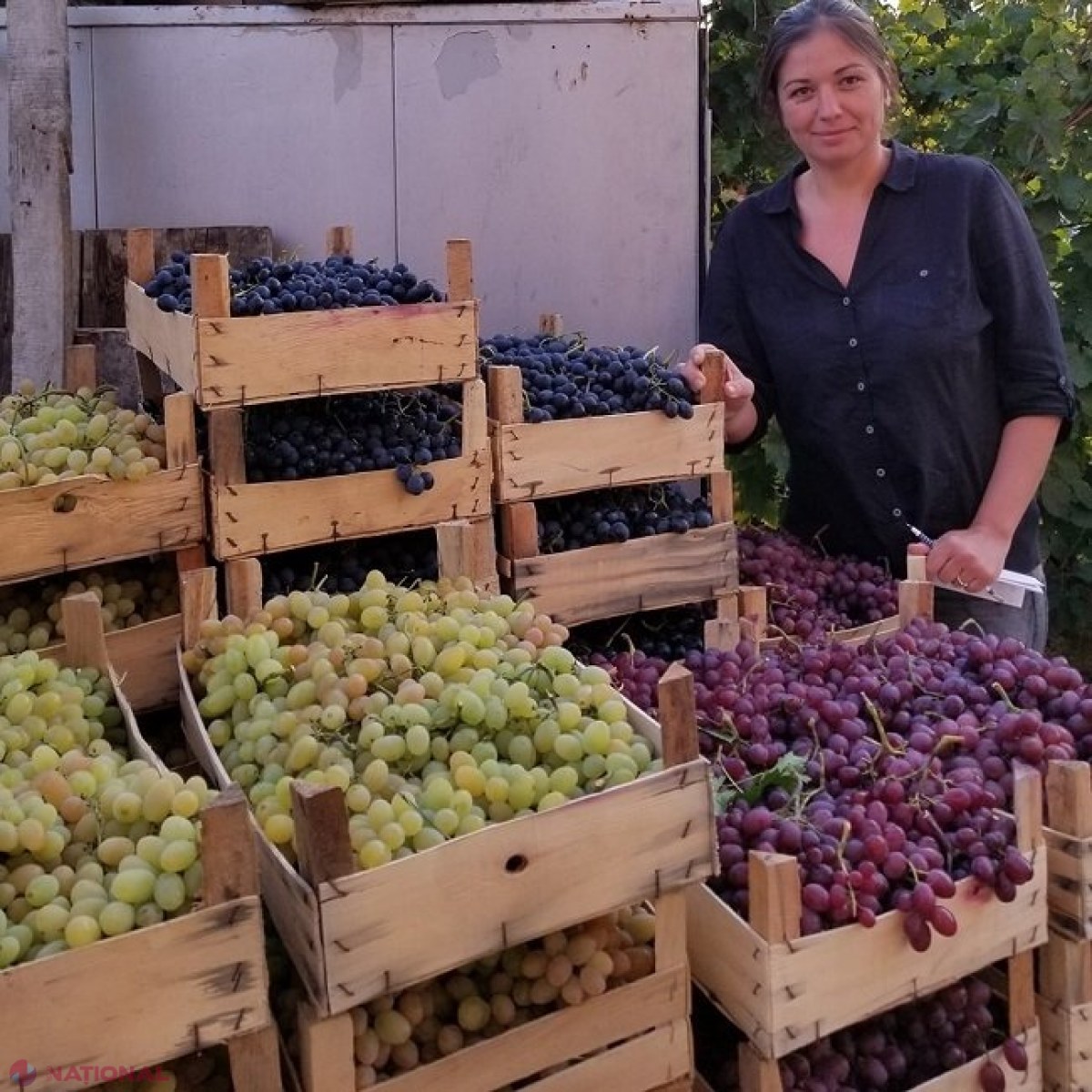 Soluția unei producătoare de struguri, pentru ca agricultorii din R. Moldova să nu rămână cu producția „pe dealuri”:  „Dacă nu ar exista acea frontieră blestemată pe Prut, tot ce producem noi și-ar găsi consum în Țară”