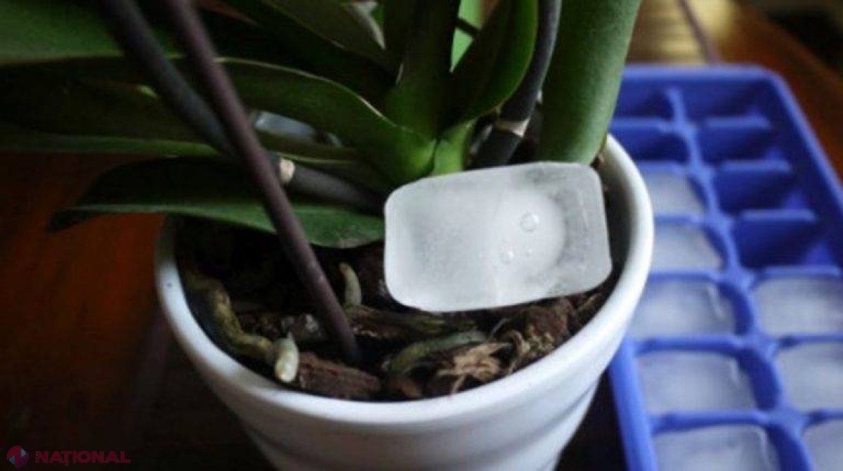 Cum declanșăm înflorirea ORHIDEEI cu un cub de gheață