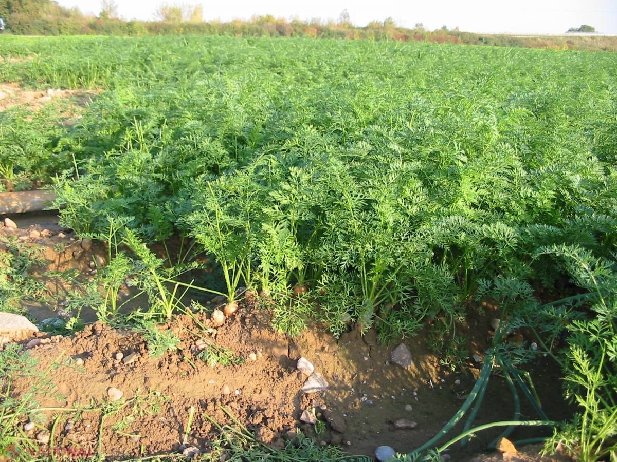 Piața, invadată de morcovi de import