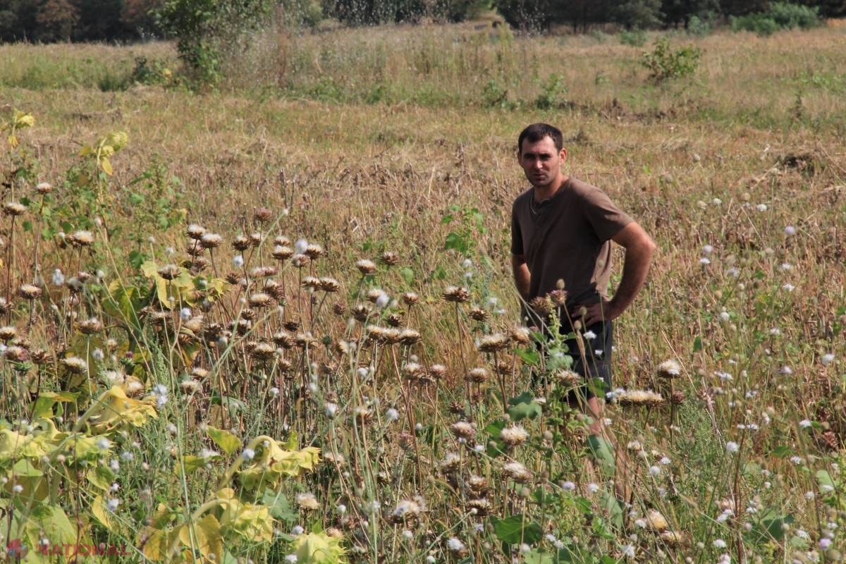 Afacere unică în R. Moldova // Ghimpii de la Grătiești 	