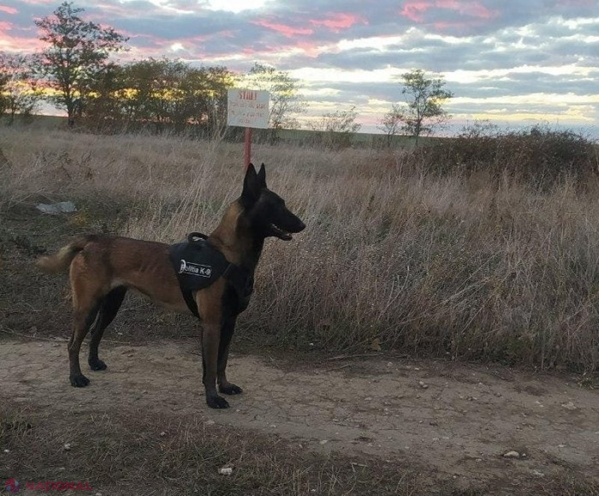 Câinele Moly al Poliției de Frontieră a găsit doi cetățeni ucraineni care au trecut ilegal frontiera în R. Moldova, după ce au plătit câte 4 000 de dolari
