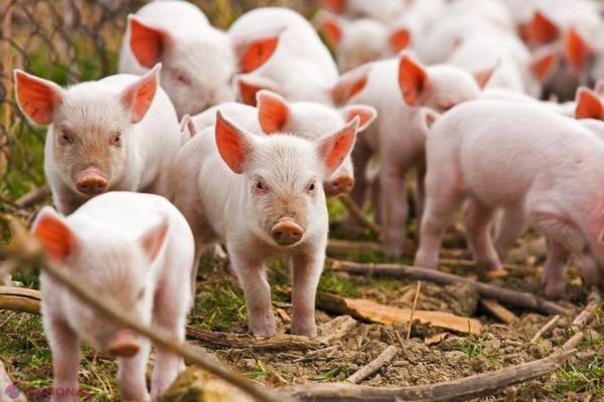 Carnea de porc din R. Moldova, INTERZISĂ în Transnistria
