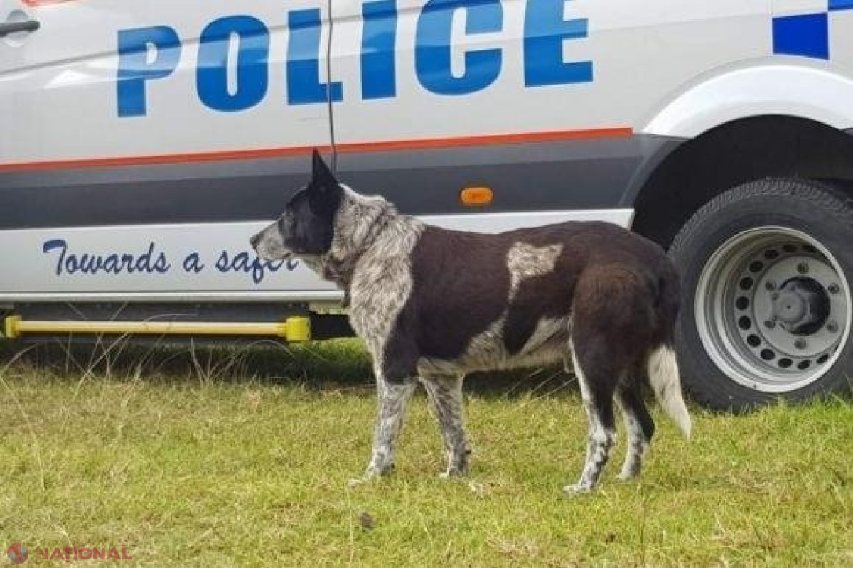 Fetiță de TREI ani salvată de un câine surd şi orb
