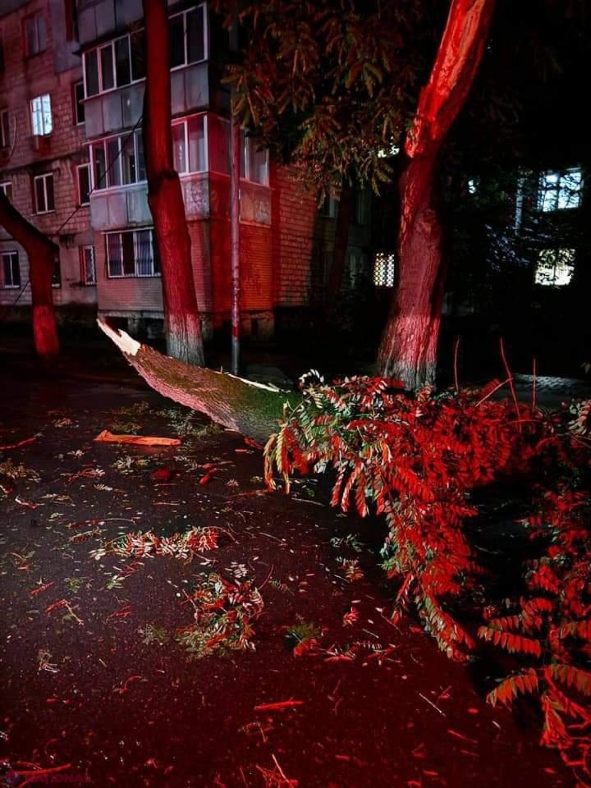 GALERIE FOTO // Furtuna de noaptea trecută a făcut ravagii în Chișinău - mai mulți copaci au fost rupți sau SMULȘI din rădăcină, mașini avariate, garduri doborâte și fire electrice căzute la pământ