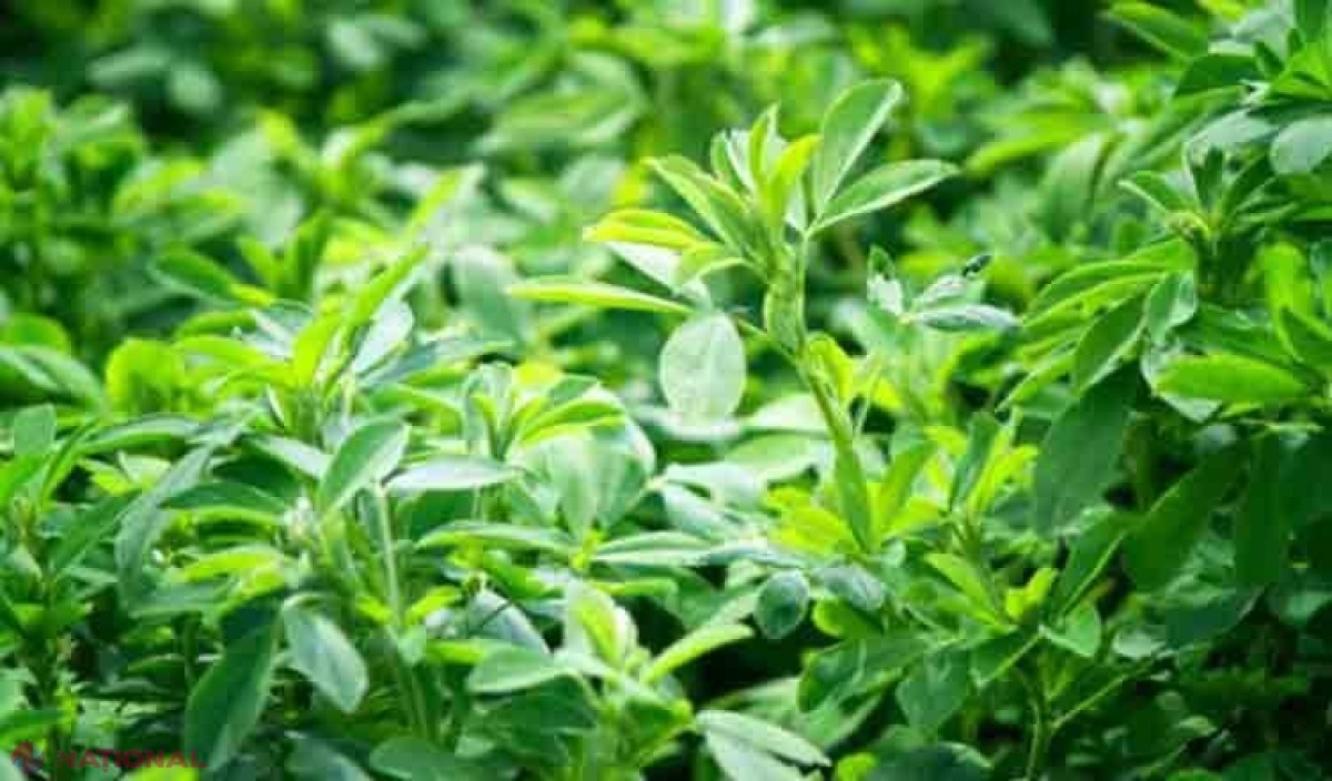 O plantă întâlnită adesea pe câmpuri, dar și pe marginea drumurilor are o mulțime de beneficii pentru organism!
