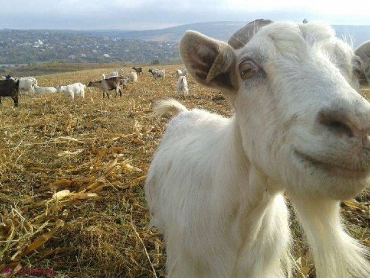 R. Moldova // S-a dus cu animalele la păscut și s-a trezit la un pas de a fi violată. Minora a fost salvată de un trecător 