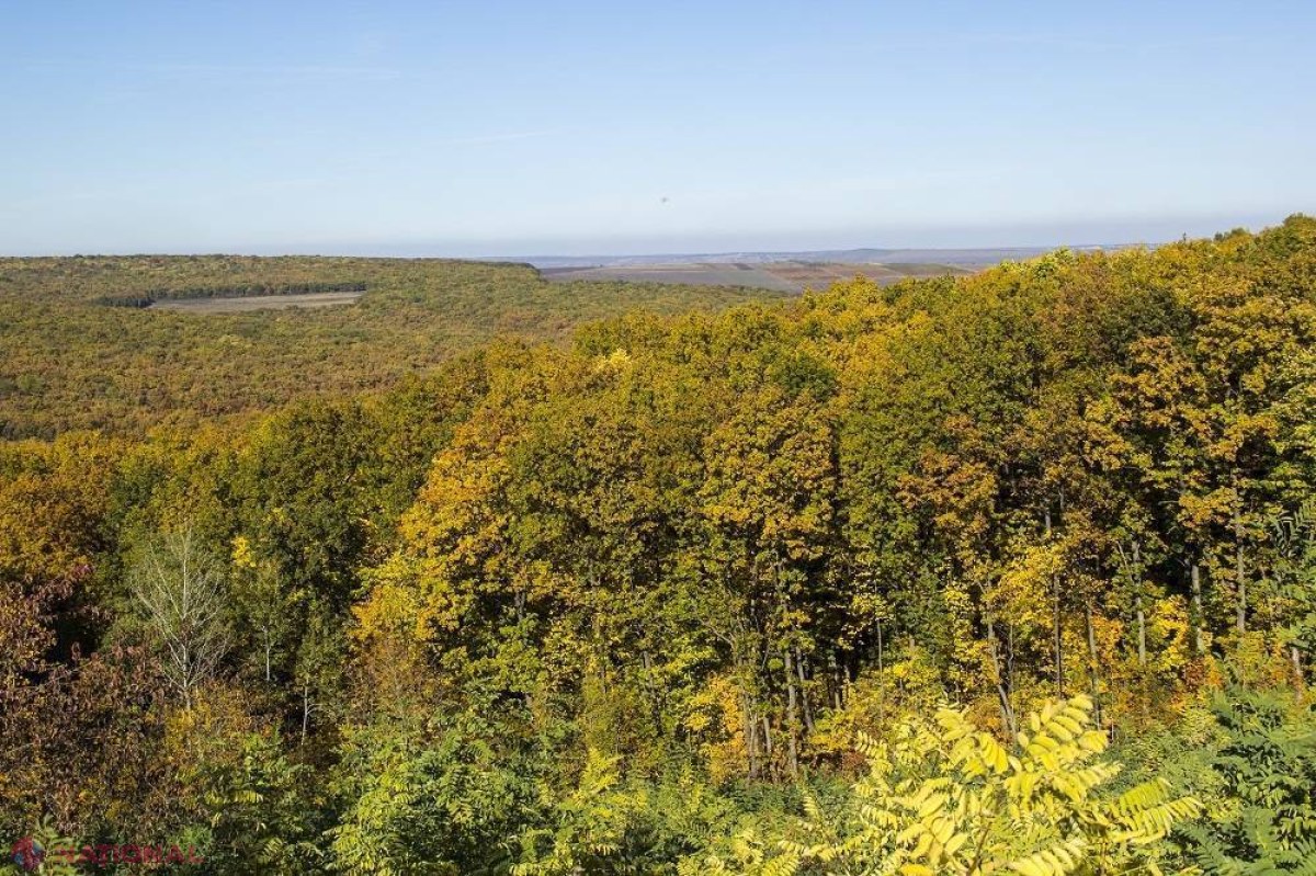 Se SCUMPEȘTE de patru ori! Cât va costa arenda unui hectar de pădure în R. Moldova?