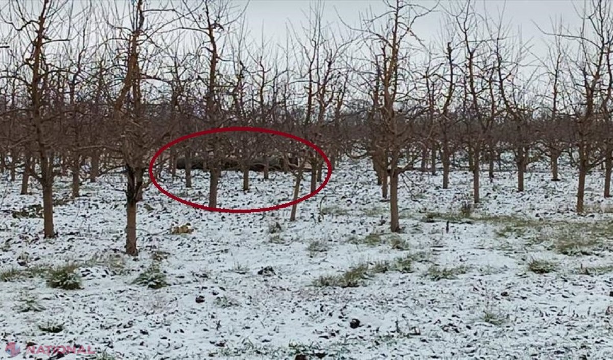 FOTO // Polițiștii de frontieră au descoperit o RACHETĂ într-o livadă din apropierea orașului Briceni. Zona a fost IZOLATĂ imediat