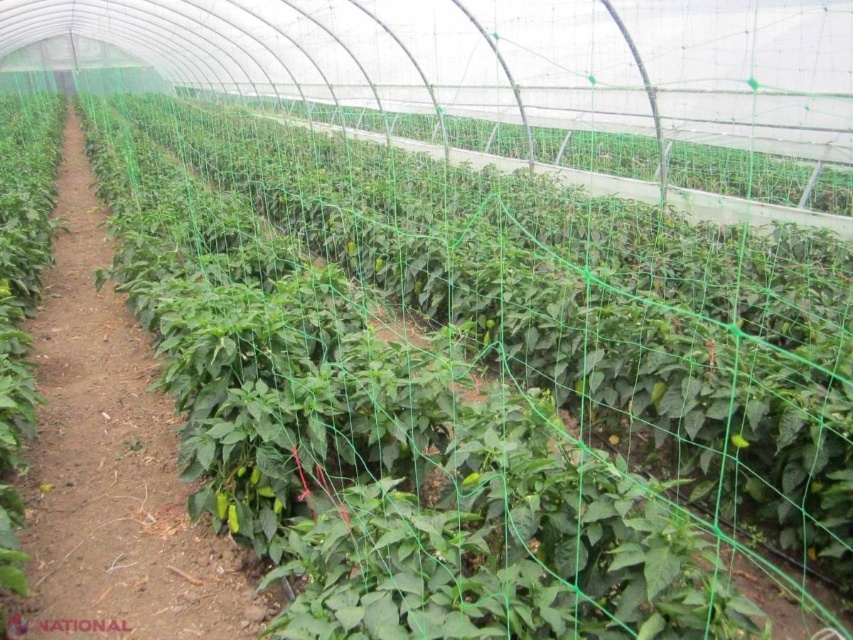 OPORTUNITATE pentru agricultori! Pot beneficia de experiența europenilor