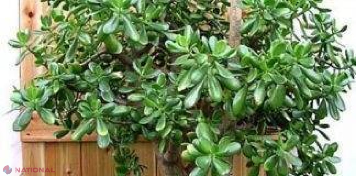 Ce plante NOROCOASE să ţii în fiecare cameră a locuinţei tale!