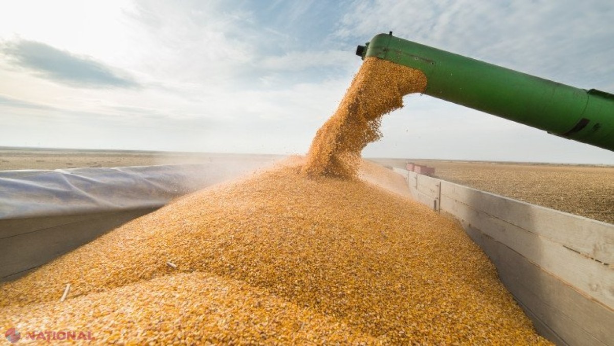 Țeapă de 14 MILIOANE de lei pentru 50 de fermieri din R. Moldova. Două persoane se prezentau în calitate de cumpărători de cereale, dar „uitau” să le dea banii vânzătorilor