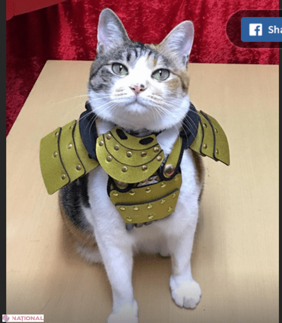 FOTO // Costumele de samurai pentru... câini și pisici, ultima modă în Japonia