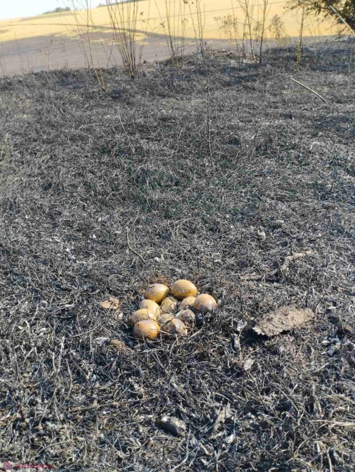 FOTO // Hectare întregi cu GRÂU și ORZ au ars la Anenii Noi