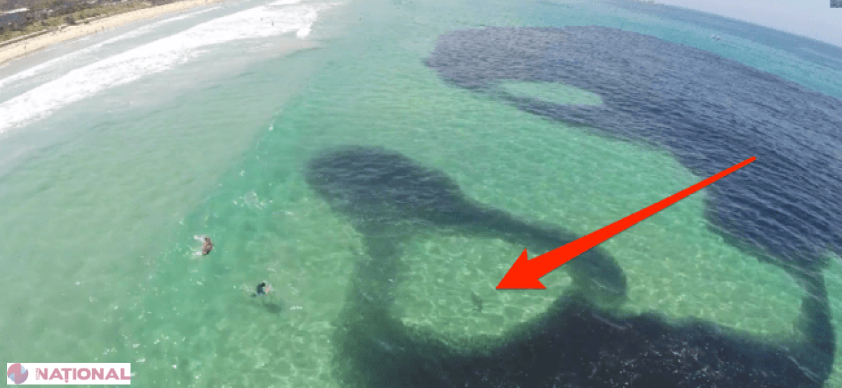 VIDEO // Înotau liniştiţi în ocean când au văzut o umbră bizară. Au crezut că e o scurgere de ulei, dar nu bănuiau ce se întâmplă