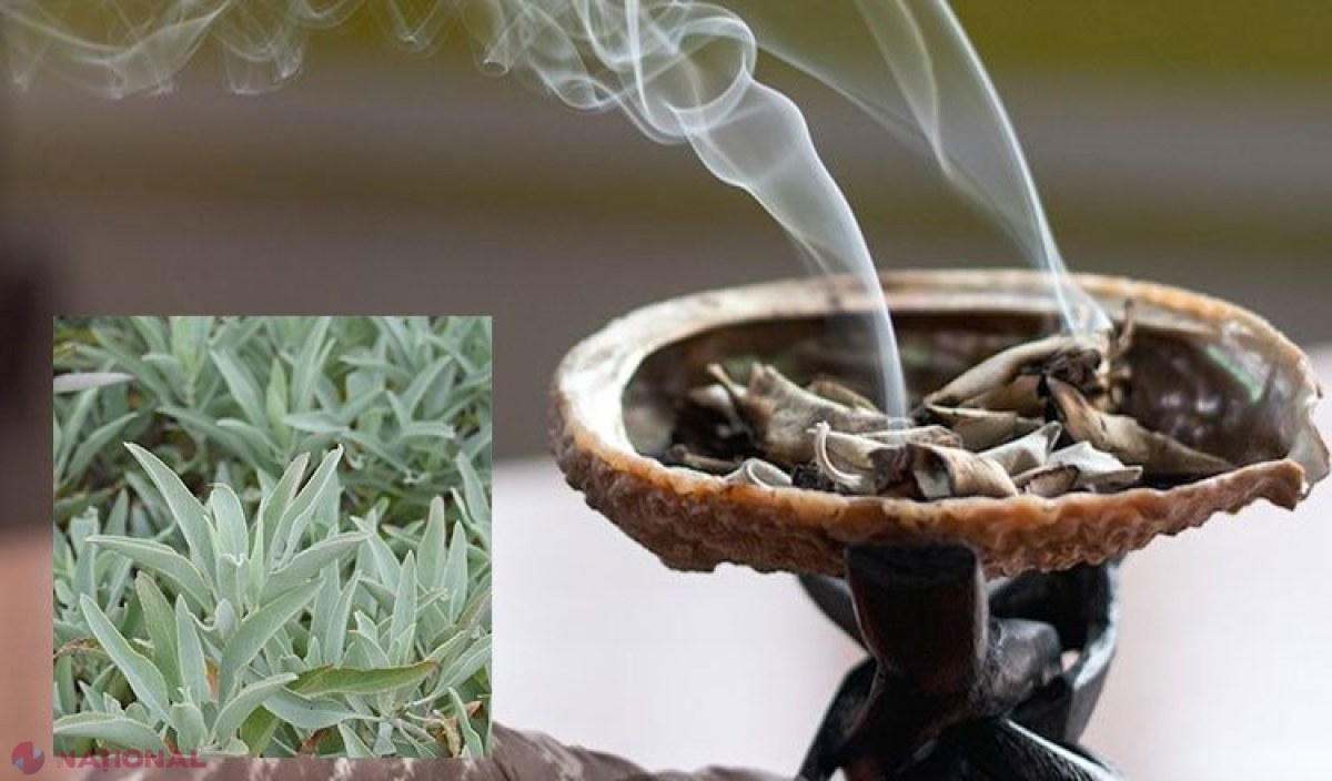 Fumigațiile cu salvie albă PURIFICĂ locuința de energiile negative!