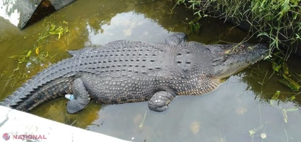 O femeie a fost mâncată de vie de un CROCODIL