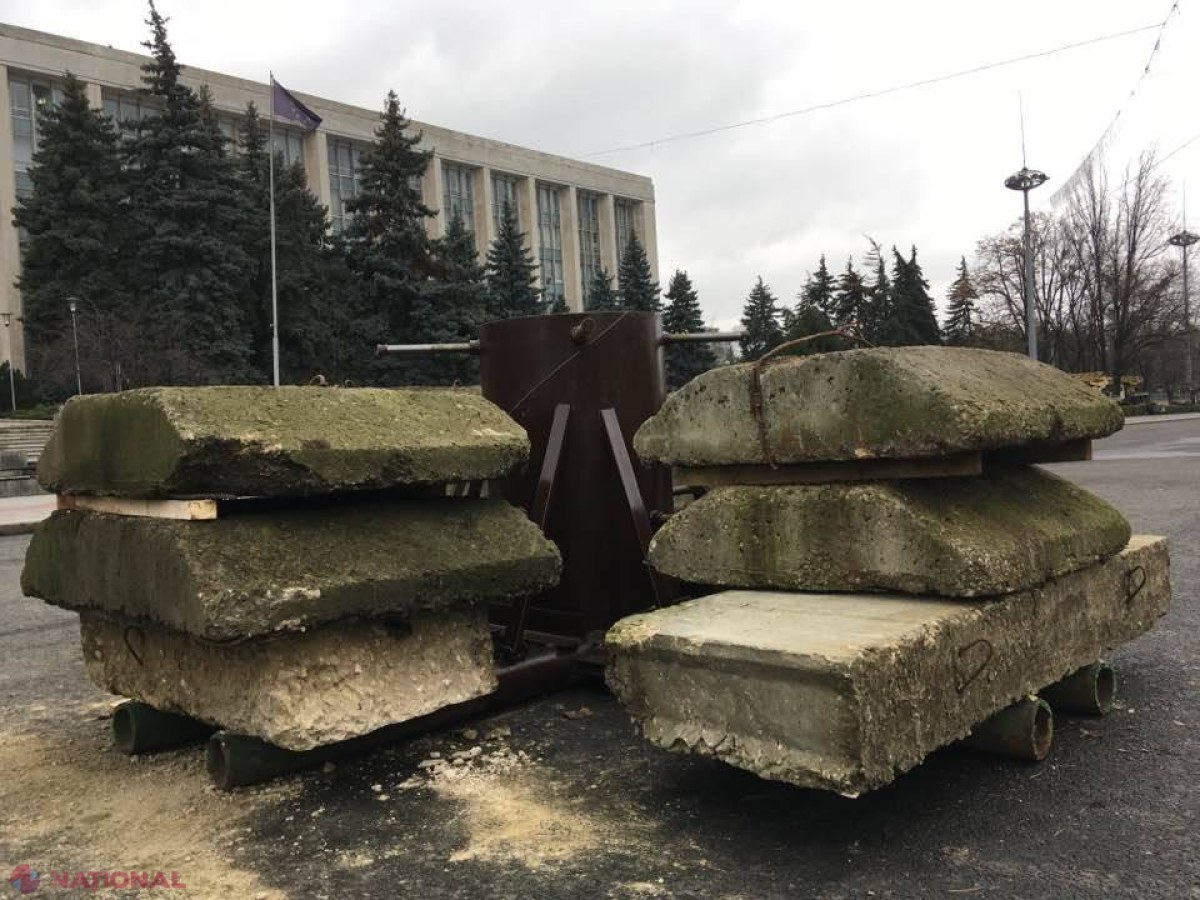 FOTO // Acesta este BRADUL care va fi înălțat în PMAN. Silvia Radu a bătut palma cu proprietarul