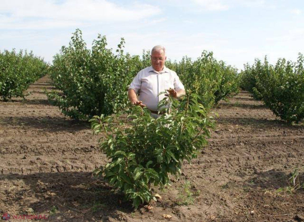 Cireșele îi fac viața frumoasă, dar și bogată