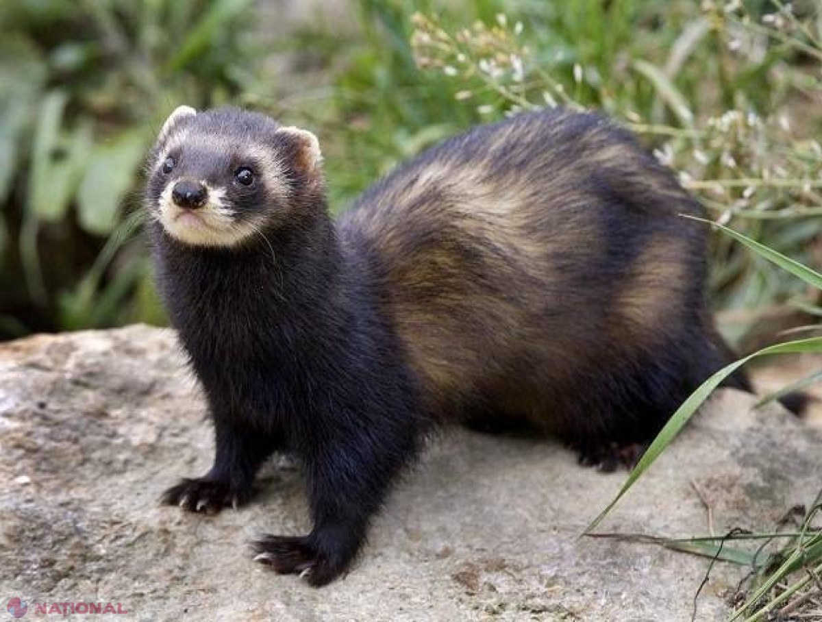 Un animal SĂLBATIC a atacat un copil la Hâncești, în timp ce acesta se afla cu bunica pe deal