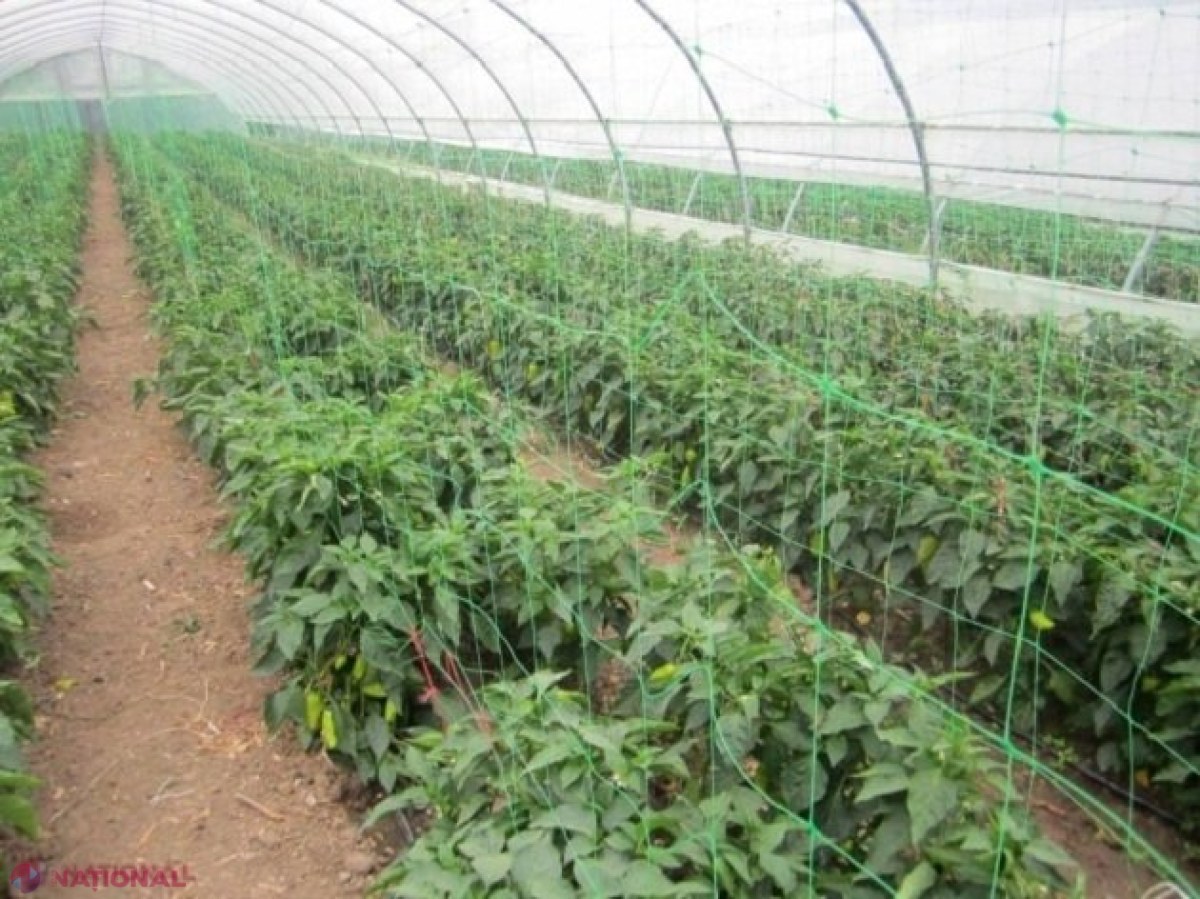 Încă 14 afaceri în agricultură, INIȚIATE în R. Moldova: Investiții de 13 milioane de lei și 50 de locuri noi de muncă
