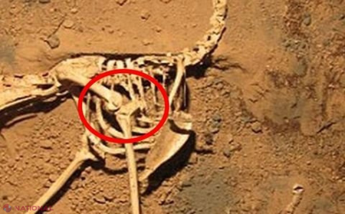 FOTO // Când au realizat ce se află printre oasele acestei păsări vechi de peste 100.000 ani, cercetătorii au avut parte de o mare SURPRIZĂ. Este INCREDIBIL ce înghiţise aceasta înainte să moară 