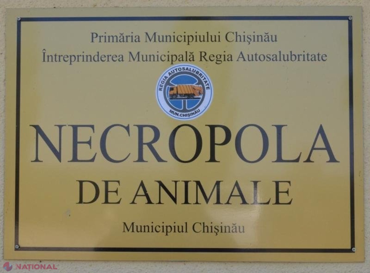 FOTO // Câinii vagabonzi din Chișinău vor fi sterilizați: Primăria a alocat un MILION de lei pentru deschiderea unui centru de îngrijire a animalelor fără stăpân 