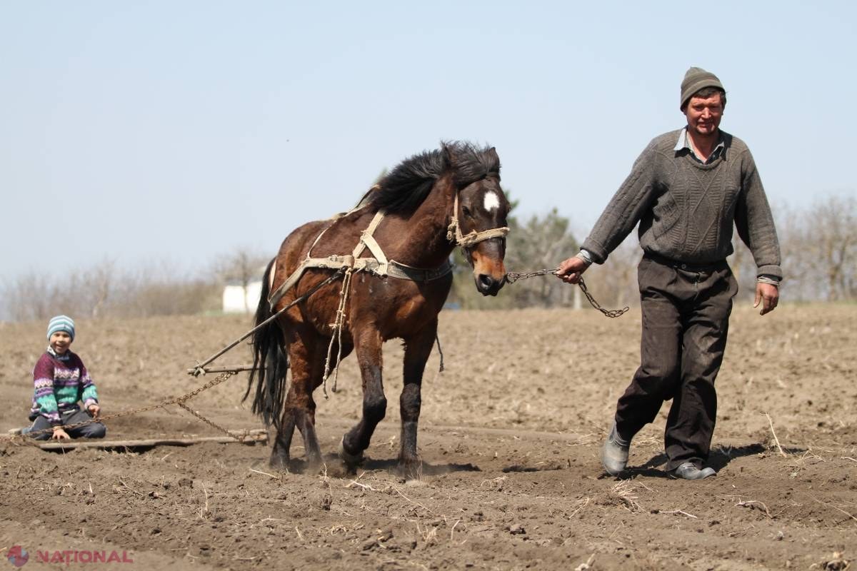 Agricultorii DAU ALARMA: Recolta de GRÂU și ORZ ar putea fi COMPROMISĂ în acest an. Iată cauza  