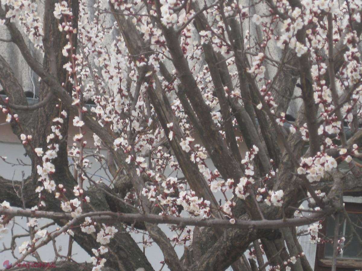 Calendarul lucrărilor agricole în luna aprilie