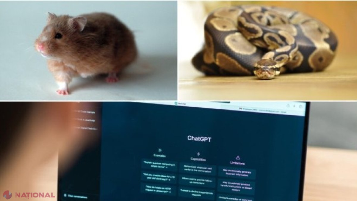Dialog cu inteligența artificială: Ce reptilă, pasăre sau specie de hamster ar alege ChatGPT ca animal de companie? Ce spune când vine vorba de alegerea între câine și pisică