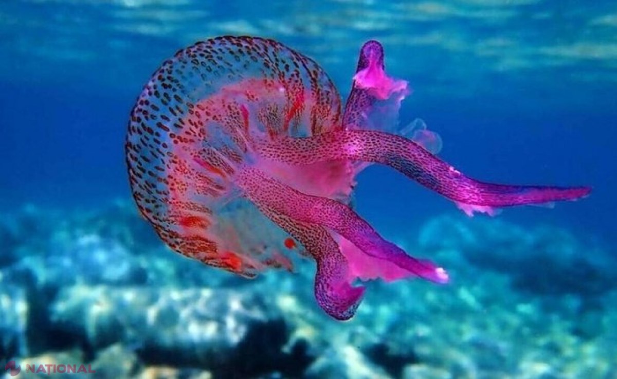 UTIL // Plajele din Grecia, invadate de meduze mov: Cât de periculoase sunt pentru oameni