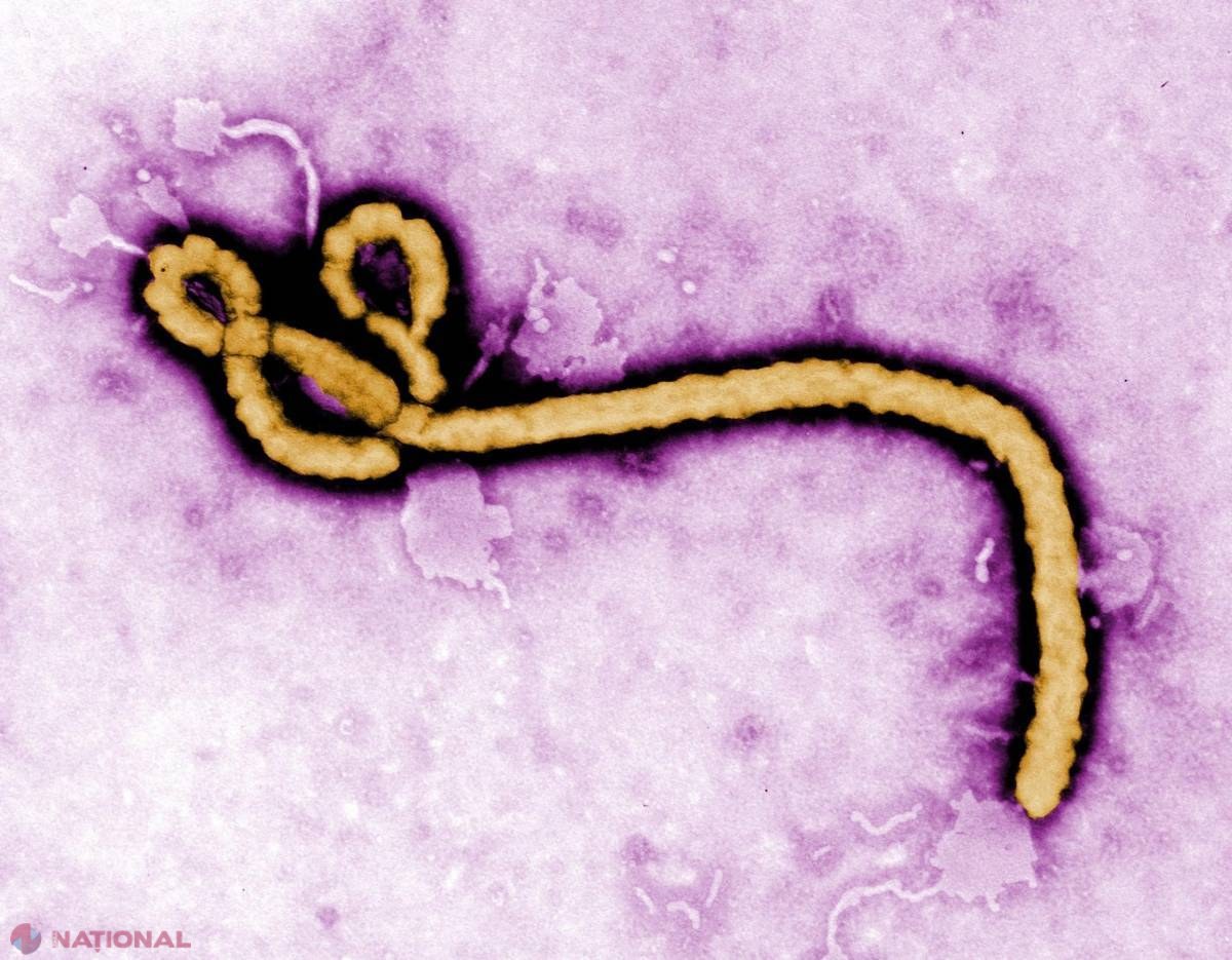 Virusul Ebola a suferit o mutaţie. Cercetătorii încearcă să afle dacă a devenit mai contagios