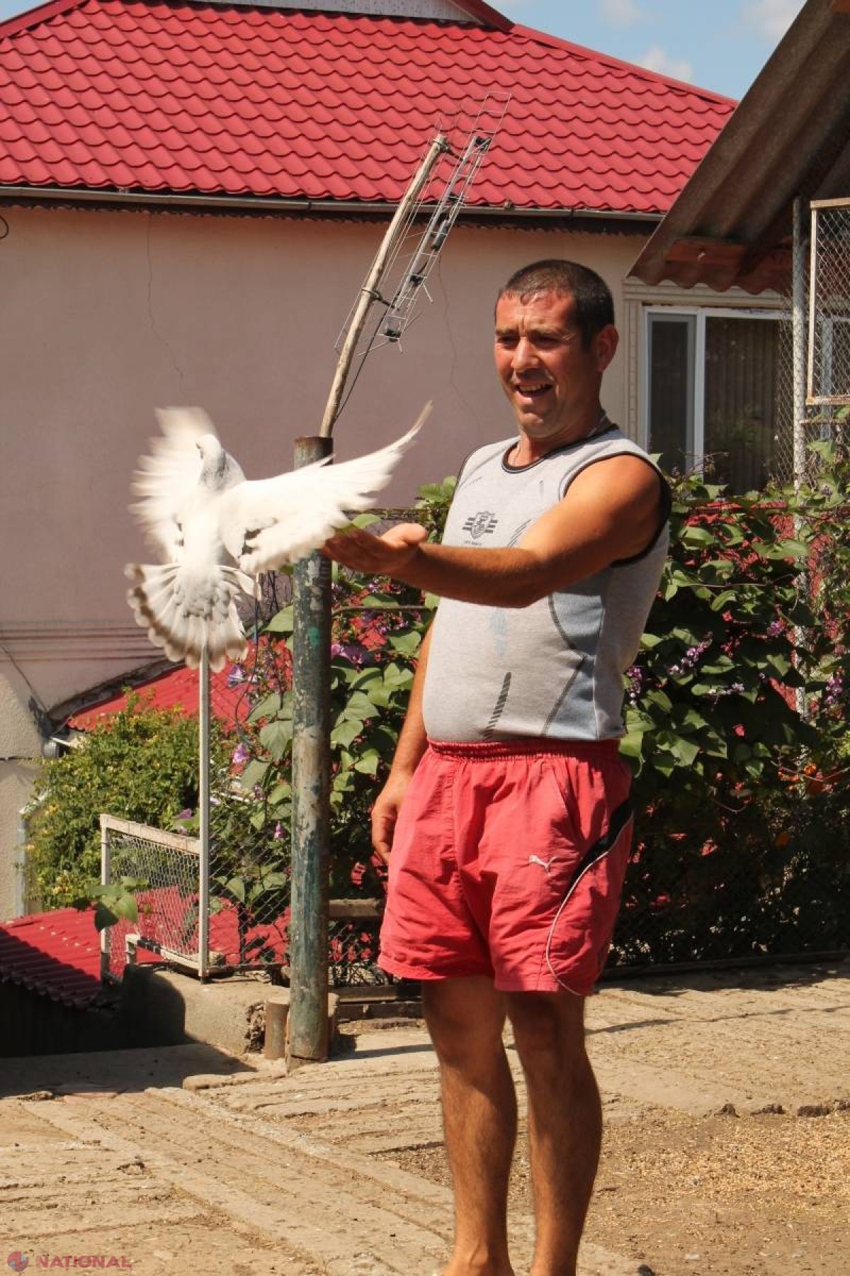 Reportaj // Dragostea de… porumbei