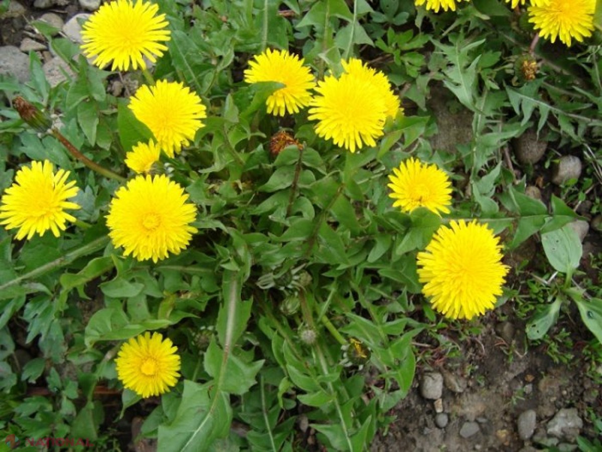 STUDIU // Planta miraculoasă care UCIDE celule canceroase: Crește și în R. Moldova