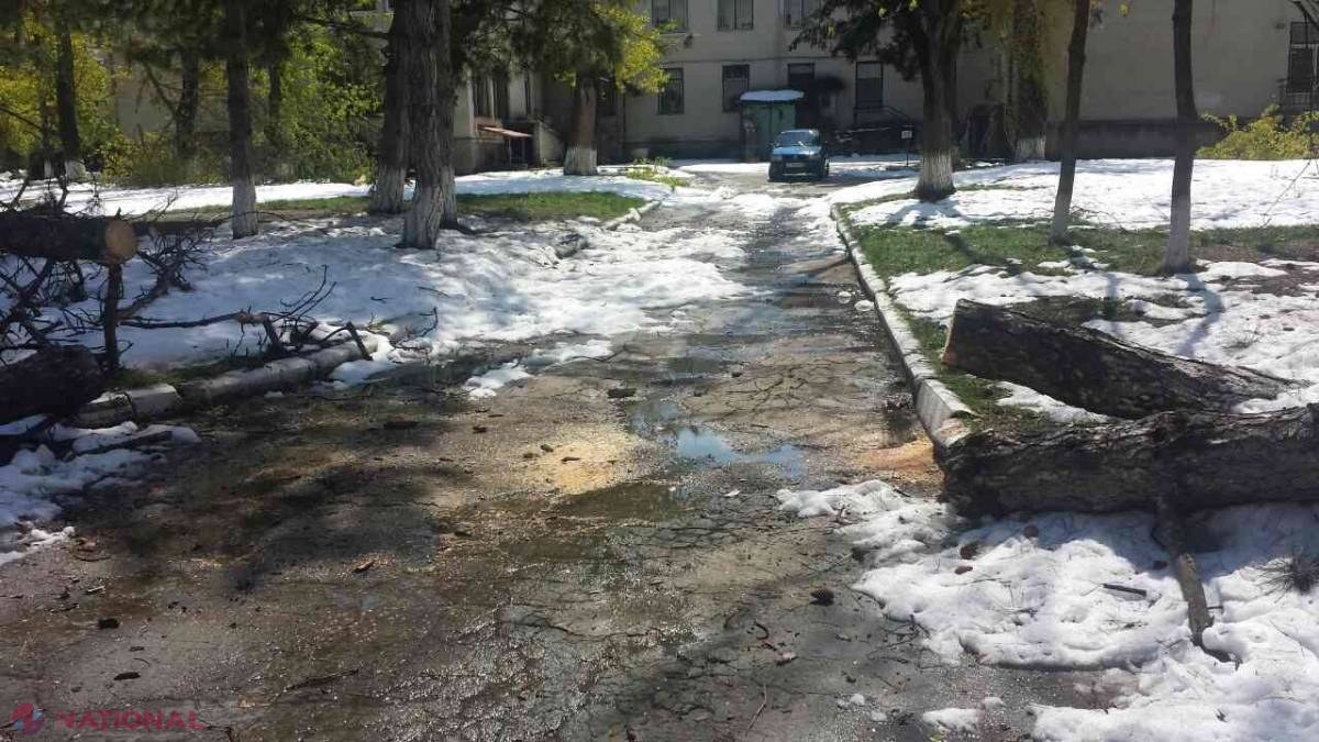 BILANȚ // PAGUBELE provocate de ninsoarea din aprilie se ridică, estimativ, la zeci de MILIOANE de lei