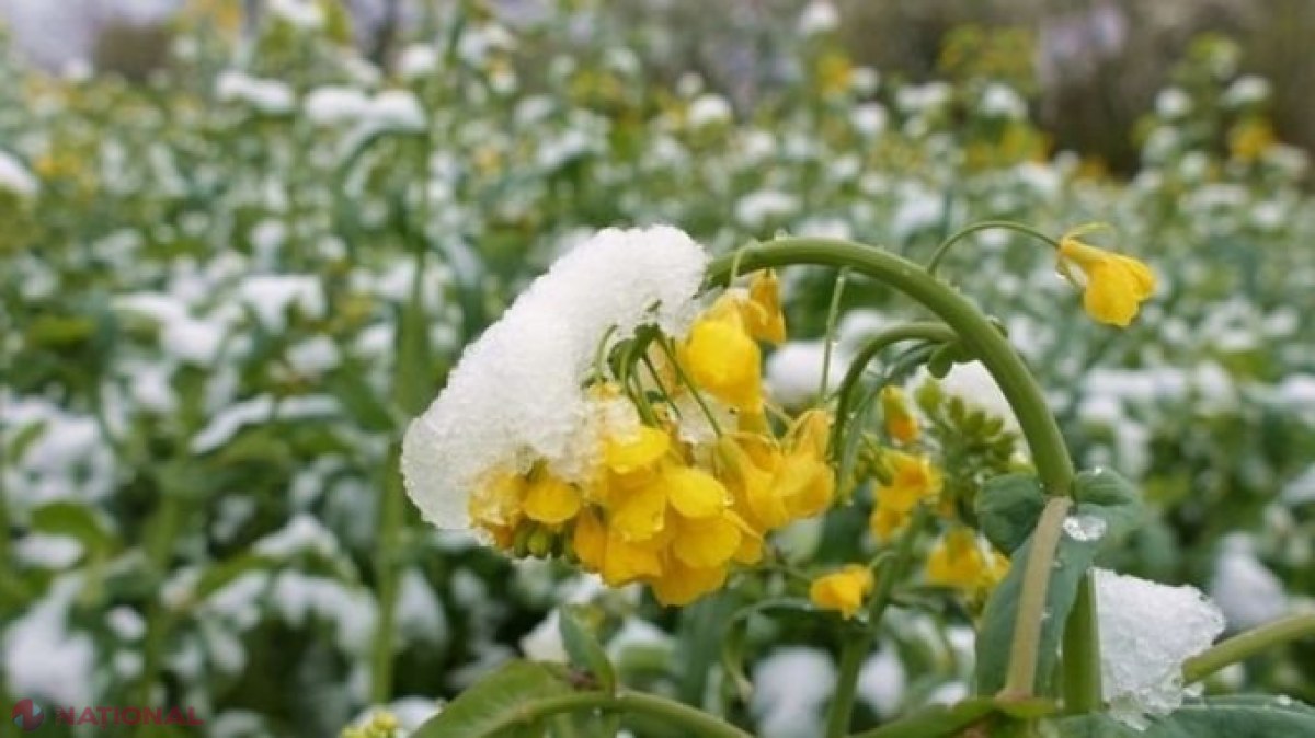 Meteorologii anunță ÎNGHEȚURI în R. Moldova