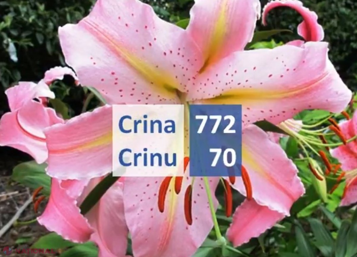 VIDEO CURIOS // Câte persoane din R. Moldova poartă nume de FLORI